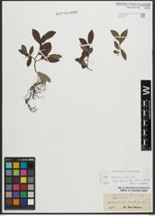 Foto von Salix appendiculata Vill.